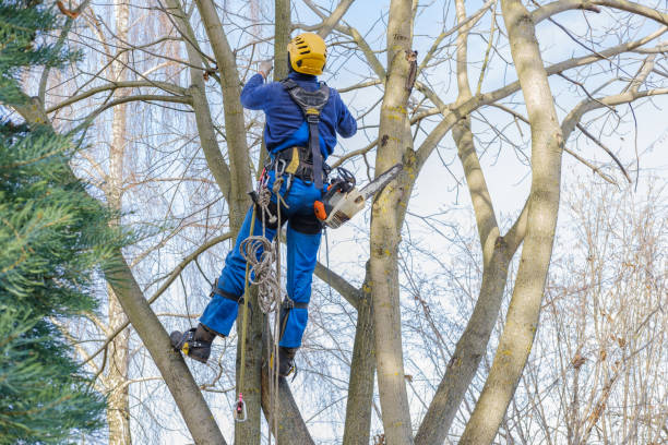 Best Tree Cabling and Bracing  in Port Angeles East, WA