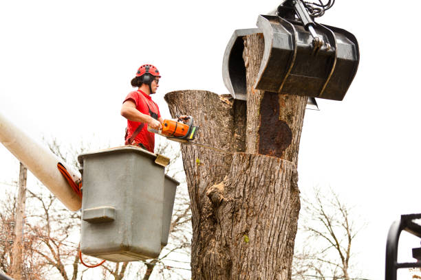 Leaf Removal in Port Angeles East, WA